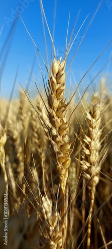 golden wheat field