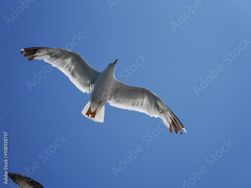 Obraz na płótnie Close-up of a seagull soaring with wings fully extended against a clear blue sky
