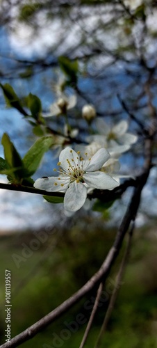 reflection of the trees
