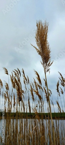 reed in the wind