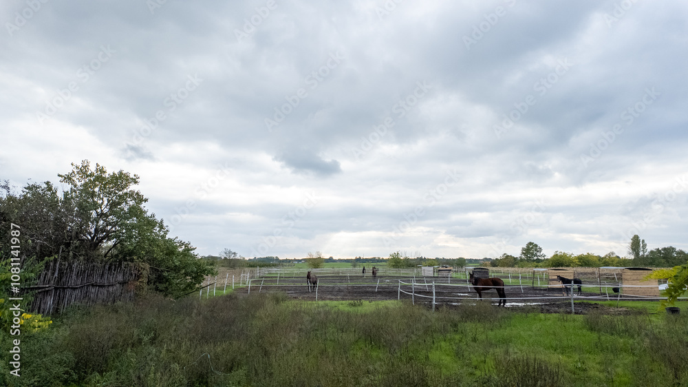 A rural landscape with horses grazing peacefully in a fenced pasture under cloudy skies, illustrating tranquility and agricultural life A rural landscape with horses grazing peacefully in a fenced pasture under cloudy skies, illustrating tranquility and agricultural life