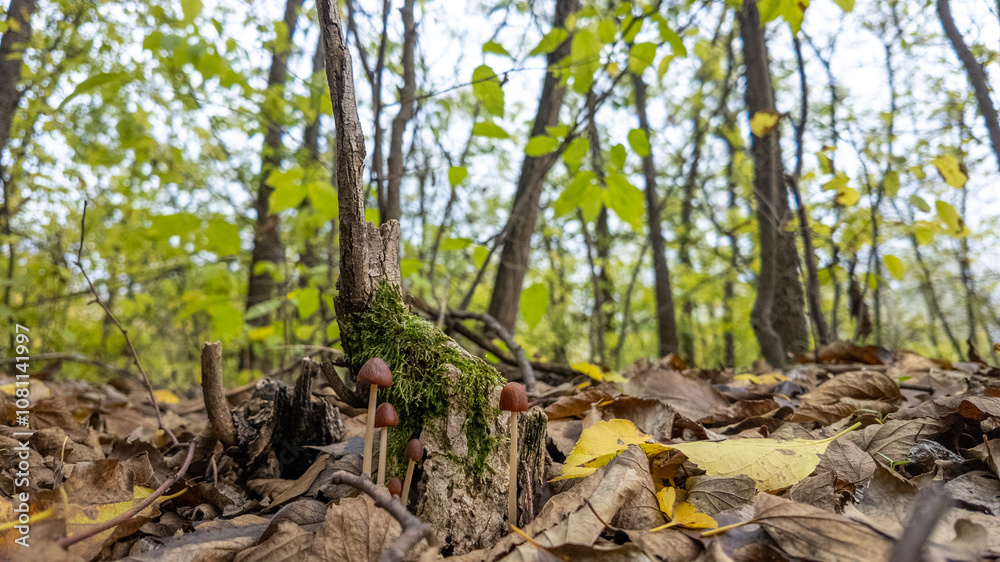 Mushrooms grow amidst fallen autumn leaves on a forest floor, symbolizing nature's cycle and the changing seasons Mushrooms grow amidst fallen autumn leaves on a forest floor, symbolizing nature's cycle and the changing seasons