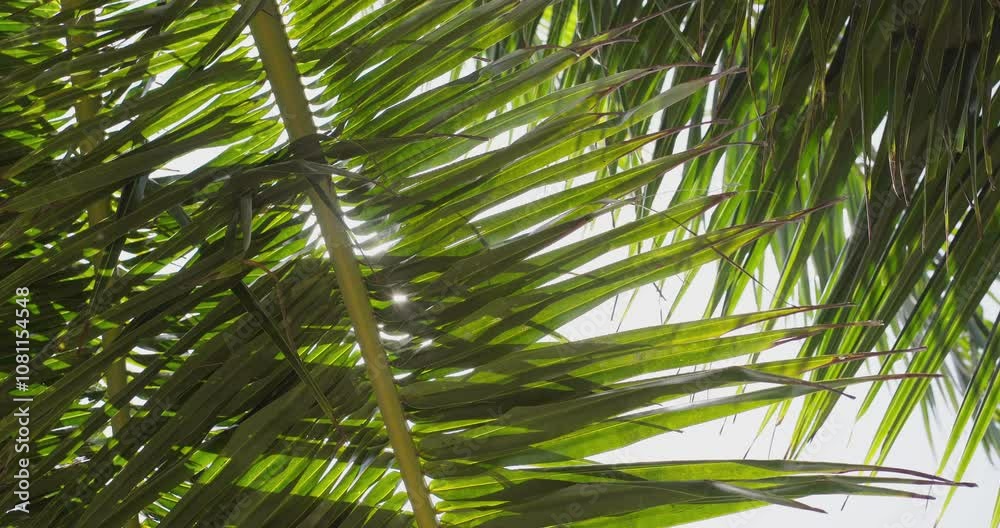 palm tree leaves against blue sky close up. Coconut palm tree silhouette beach background. palm tree leaves against blue sky close up. Coconut palm tree silhouette beach background.