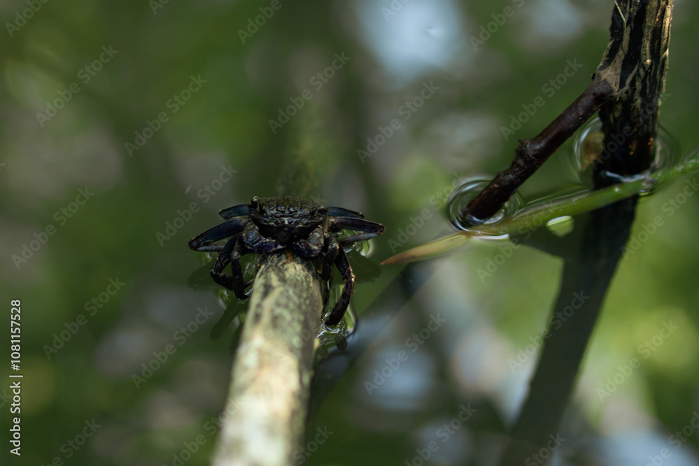 black mud crab in mangrove jungle with Brackish water in thailand black mud crab in mangrove jungle with Brackish water in thailand