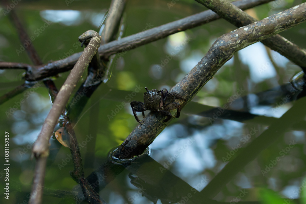 black mud crab in mangrove jungle with Brackish water in thailand black mud crab in mangrove jungle with Brackish water in thailand