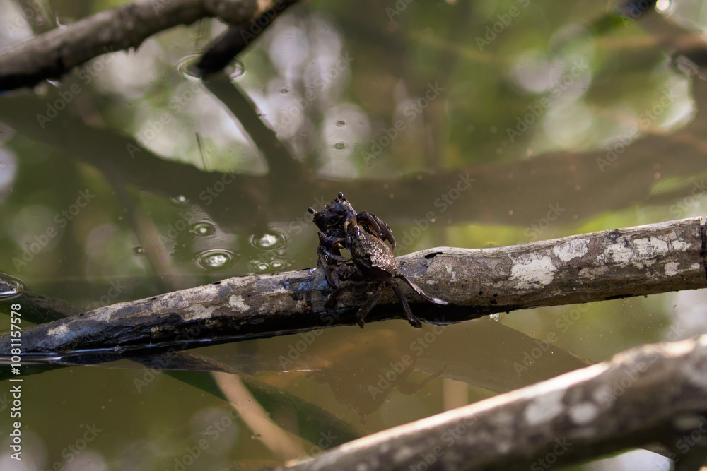 black mud crab in mangrove jungle with Brackish water in thailand black mud crab in mangrove jungle with Brackish water in thailand