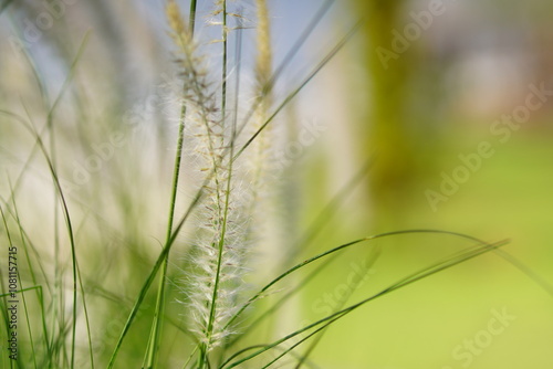 imperata cylindrica grass background in warm tone