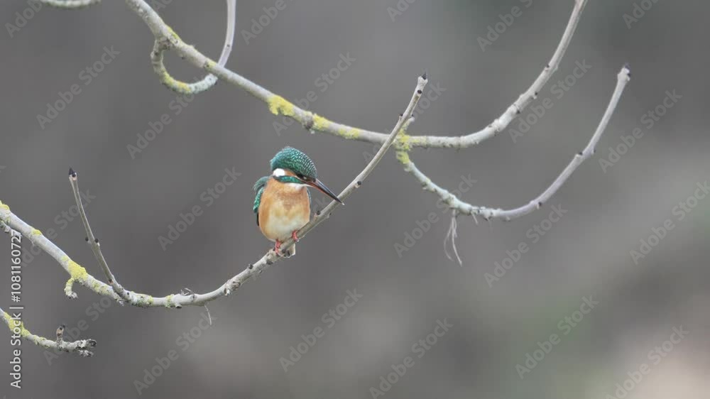 martin pêcheur Alcedo atthis à l'affût dans un arbre
