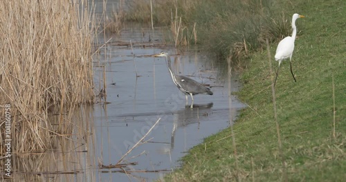 grande aigrette Ardea alba marchant à côté d'un héron cendré Ardea cinerea