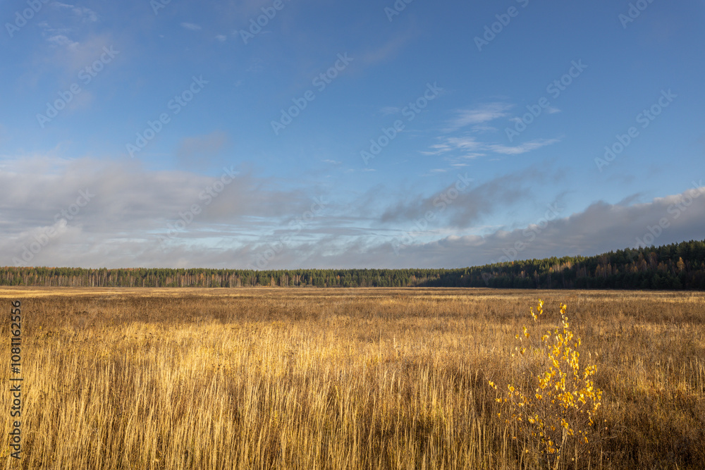 A field of tall grass with a lone tree in the middle A field of tall grass with a lone tree in the middle