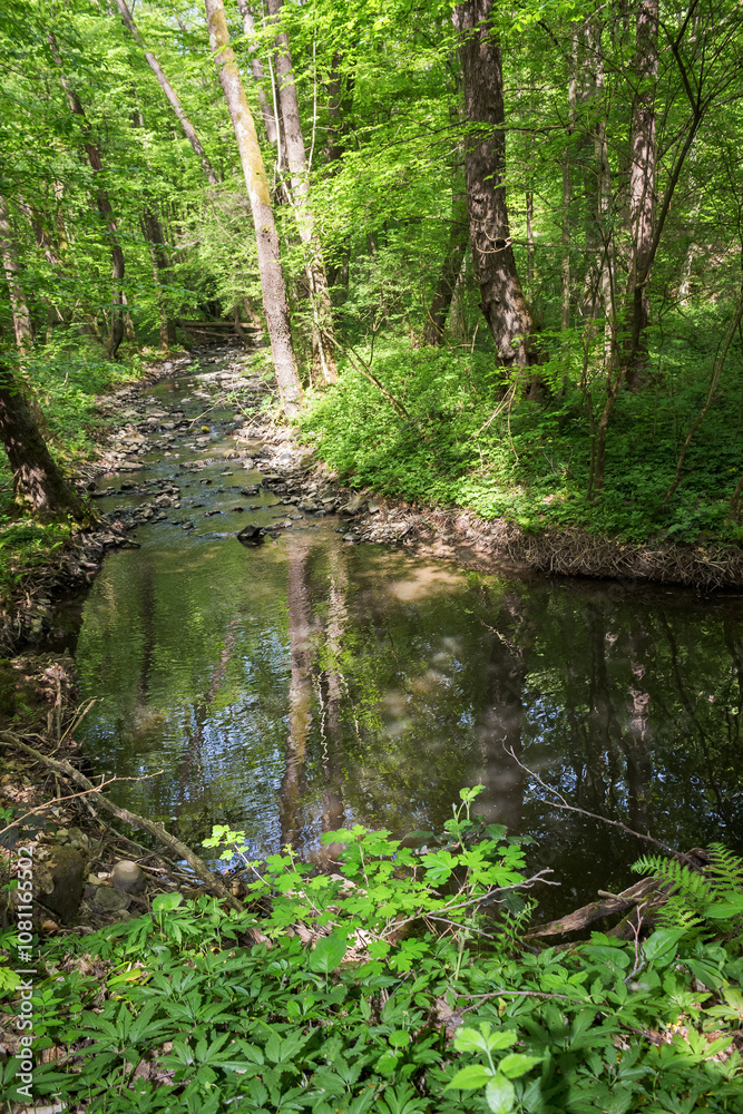 river in the forest. nature landscape. sunny day in spring. view from above. green environment peaceful morning river in the forest. nature landscape. sunny day in spring. view from above. green environment peaceful morning