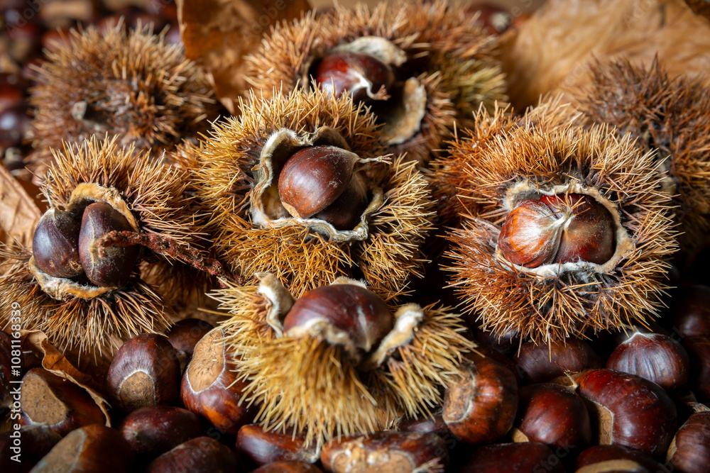 Close-up of edible sweet Chestnuts (Castanea sativa), some still in the husk. Autumn is the time of the chestnut harvest, the bags with the fruit inside fall to the ground. Close-up of edible sweet Chestnuts (Castanea sativa), some still in the husk. Autumn is the time of the chestnut harvest, the bags with the fruit inside fall to the ground.