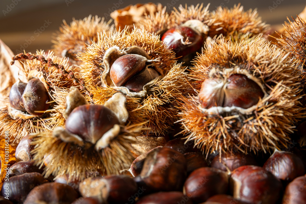 Close-up of edible sweet Chestnuts (Castanea sativa), some still in the husk. Autumn is the time of the chestnut harvest, the bags with the fruit inside fall to the ground. Close-up of edible sweet Chestnuts (Castanea sativa), some still in the husk. Autumn is the time of the chestnut harvest, the bags with the fruit inside fall to the ground.
