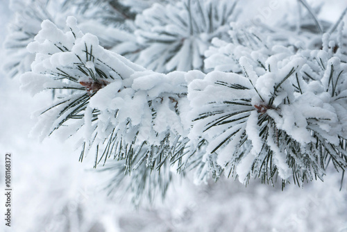 Snow-covered branches of spruce in Winter forest