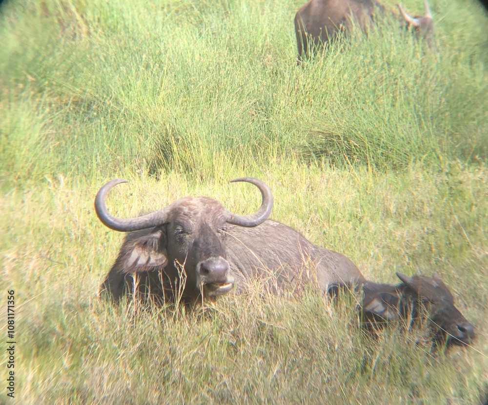 Obraz premium Serengeti Büffel 