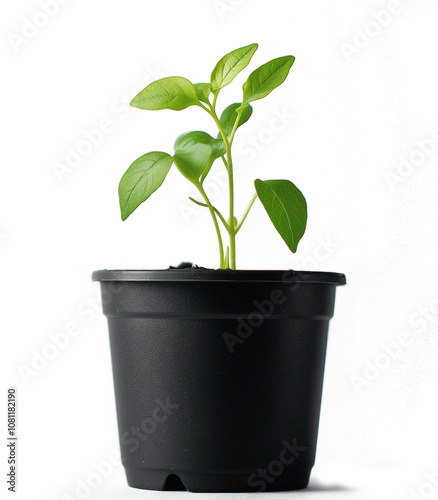 Seedling on black pot isolated on a white background