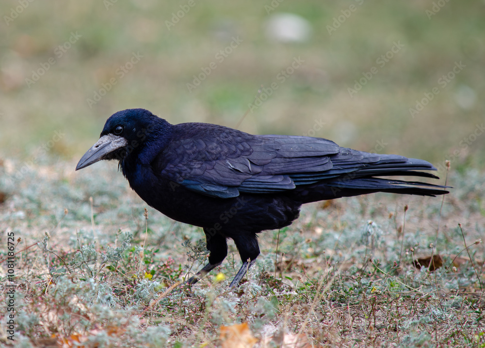 Naklejka premium The rook