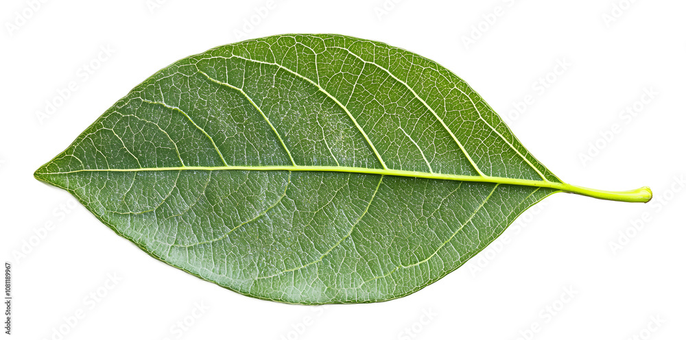 Obraz premium Tree green leaf on a transparent background. isolated background.
