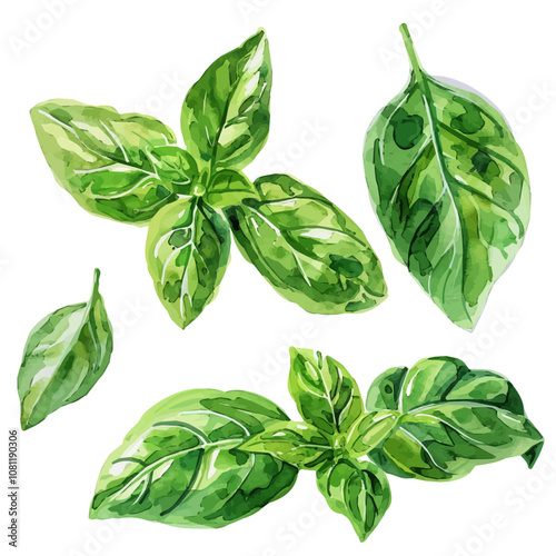 A watercolor painting of basil leaves, isolated on a white background. Basil leaves vector.