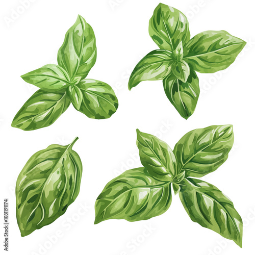 A watercolor of a set of basil leaves, isolated on a white background. Basil leaves vector.