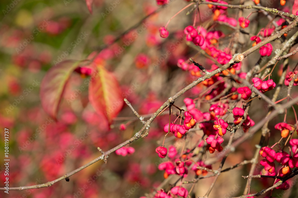 Close up of deciduous shrub euonymus europaeus red cascade, photographed at Wisley garden, Surrey UK in late autumn with bright red berry fruit on the branches. Close up of deciduous shrub euonymus europaeus red cascade, photographed at Wisley garden, Surrey UK in late autumn with bright red berry fruit on the branches.