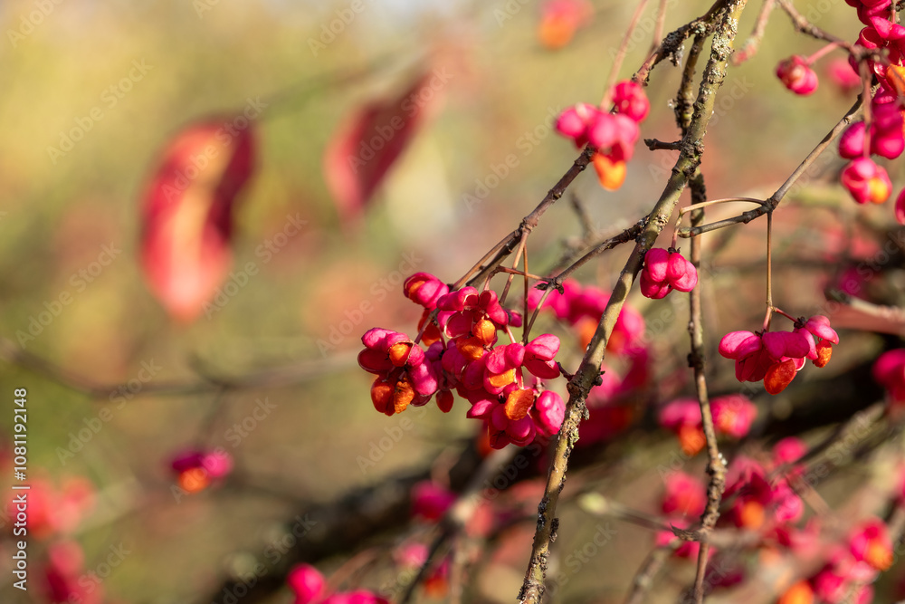 Close up of deciduous shrub euonymus europaeus red cascade, photographed at Wisley garden, Surrey UK in late autumn with bright red berry fruit on the branches. Close up of deciduous shrub euonymus europaeus red cascade, photographed at Wisley garden, Surrey UK in late autumn with bright red berry fruit on the branches.
