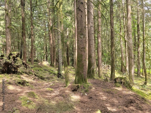 Coniferous trees in the mountain forest photo