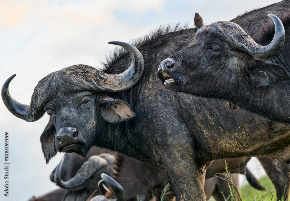 Naklejka premium Cape Buffalo