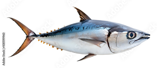 Tuna fish on a transparent background. isolated background.