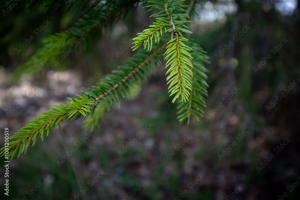 Closeup of Pine Tree Branch with Needles in Sunlight Against Dark Blurred Background – Nature, Forest Detail, Tranquil Outdoor Scene