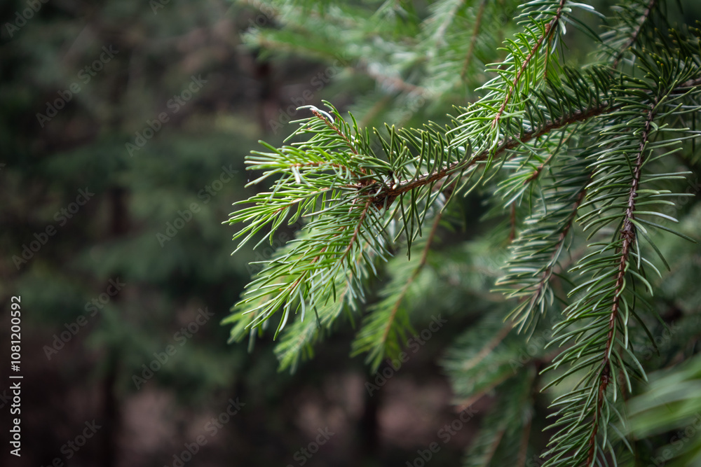 Closeup of Pine Tree Branch with Needles in Sunlight Against Dark Blurred Background – Nature, Forest Detail, Tranquil Outdoor Scene Closeup of Pine Tree Branch with Needles in Sunlight Against Dark Blurred Background – Nature, Forest Detail, Tranquil Outdoor Scene