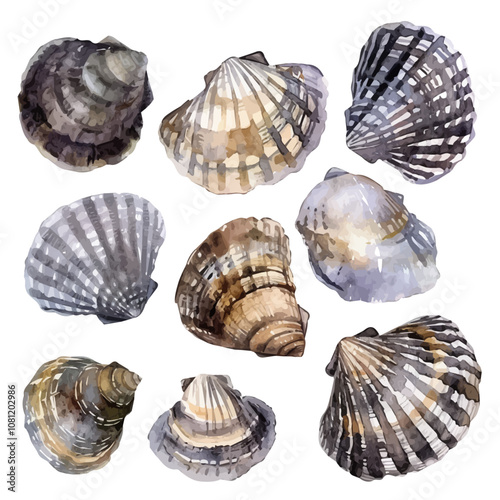 A watercolor painting of a set of bivalve shells, isolated on a white background. Bivalve shells vector.