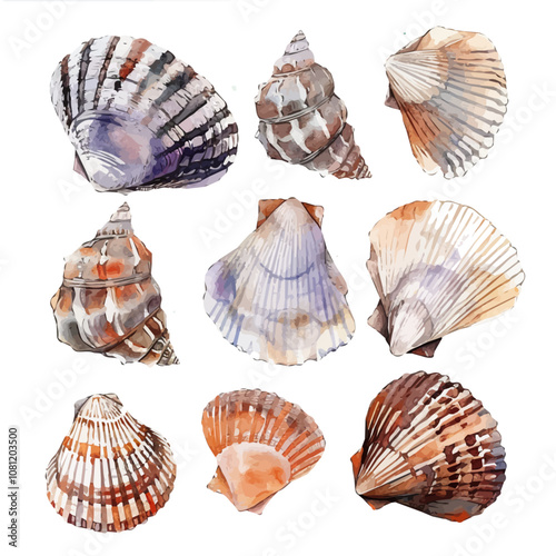 A watercolor vector of a set of bivalve shells, isolated on a white background. Bivalve shells vector.