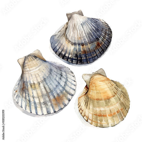 A watercolor drawing of a set of bivalve shells, isolated on a white background. Bivalve shells vector.