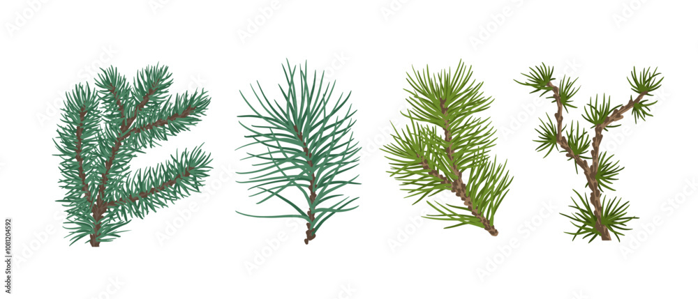 Set of evergreen coniferous branches of pine, spruce. Decorative botanical elements. Vector graphics.