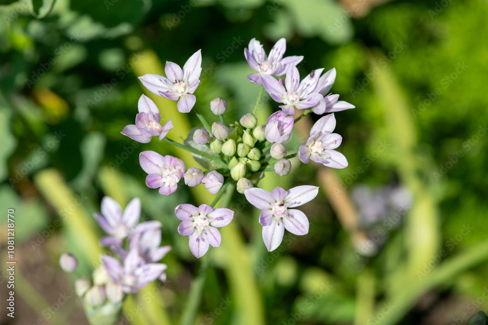 Close up of an American garlic (allium unifolium) flower in bloom Close up of an American garlic (allium unifolium) flower in bloom