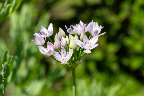 Close up of an American garlic (allium unifolium) flower in bloom photo