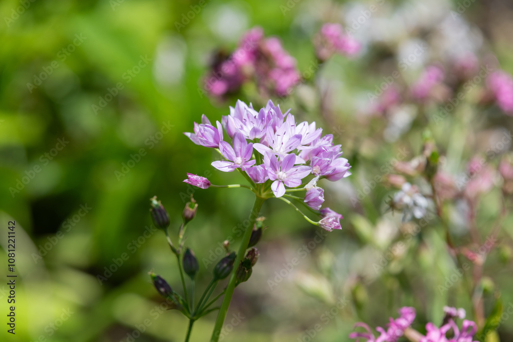 Close up of an American garlic (allium unifolium) flower in bloom Close up of an American garlic (allium unifolium) flower in bloom