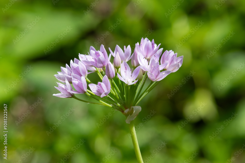 Close up of an American garlic (allium unifolium) flower in bloom