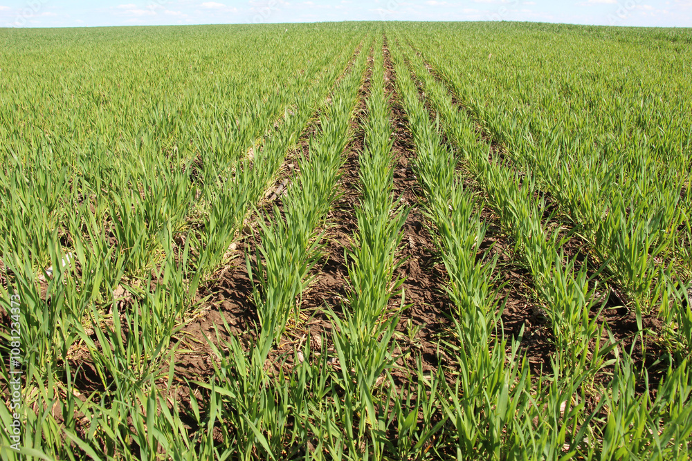 Winter wheat on a spring field Winter wheat on a spring field