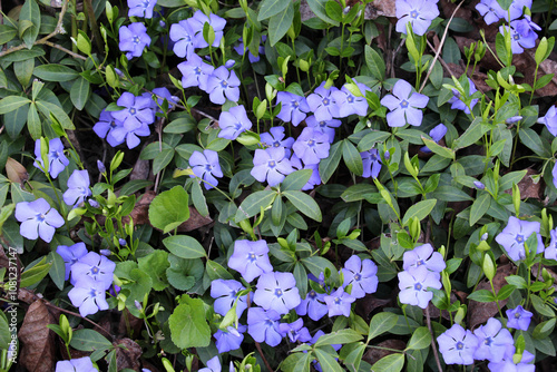 Fototapeta Naklejka Na Ścianę i Meble -  Spring blossom of periwinkle small (Vinca minor)