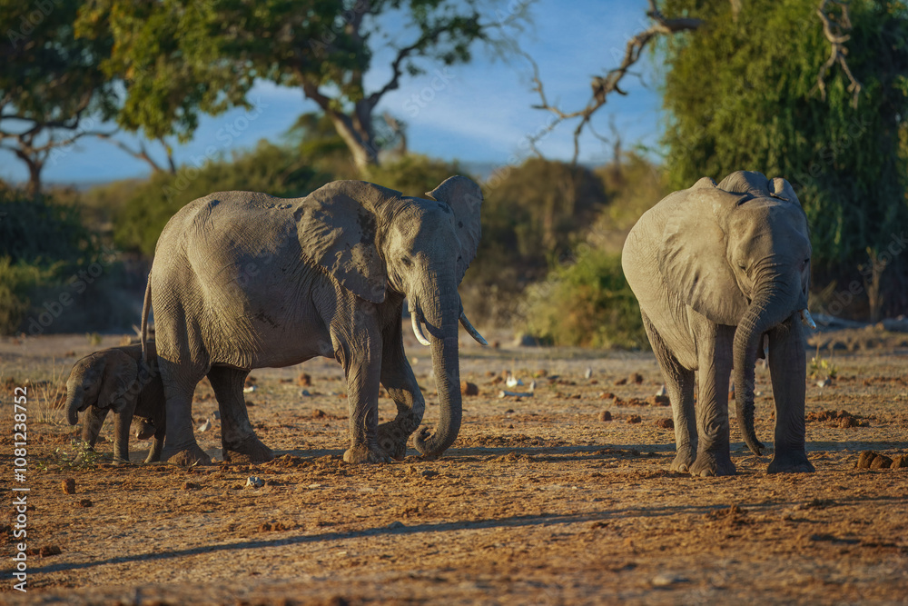 Fototapeta premium Elephants with baby in Moremi game reserve Africa, Elephants taking a bath in a water pool with mud, eating green grass. African Elephants in landscape, green Africa, Botswana