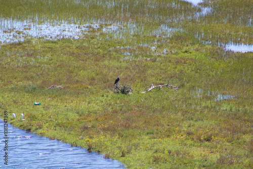 patches of mossy greenery growing out into coastal waters