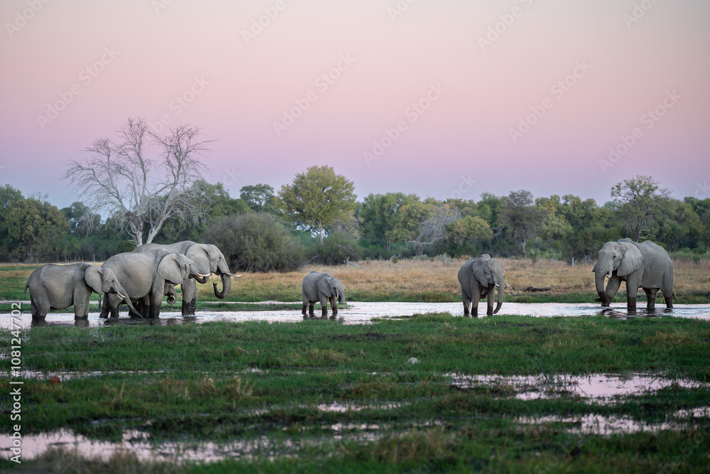 Fototapeta premium Herd of African elephants (Loxodonta africana), drinking at Khwai river during the sunset, Okavango delta, Moremi, Botswana, Africa.