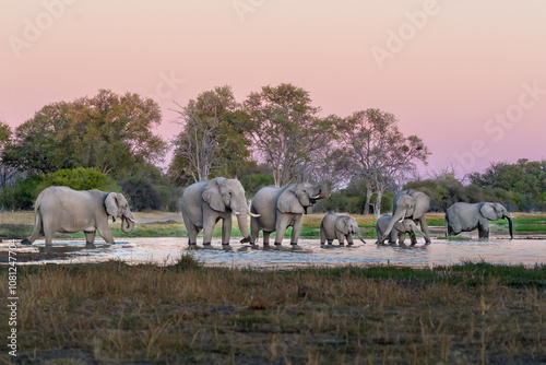 Herd of African elephants (Loxodonta africana), drinking at Khwai river during the sunset, Okavango delta, Moremi, Botswana, Africa.