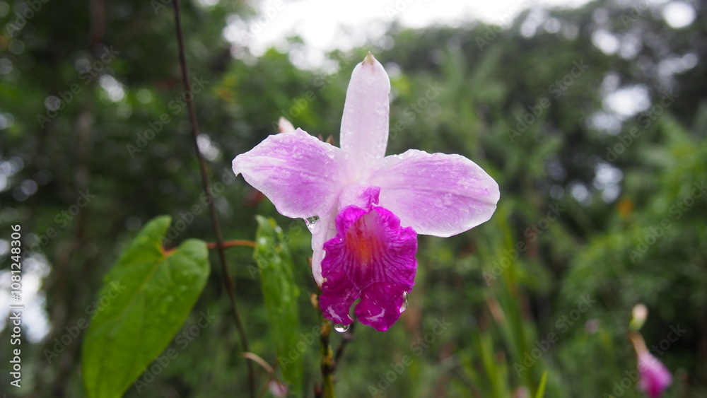 purple orchid in the garden purple orchid in the garden