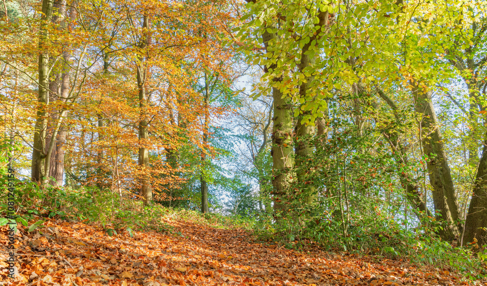Autumn fall Trees and Leaves in a forest, woodland seasonal colour in portrait orientation Autumn fall Trees and Leaves in a forest, woodland seasonal colour in portrait orientation