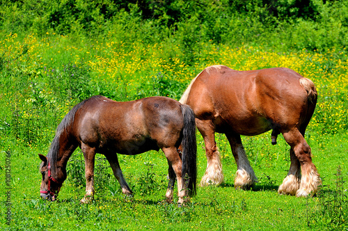 Chevaux en prairie