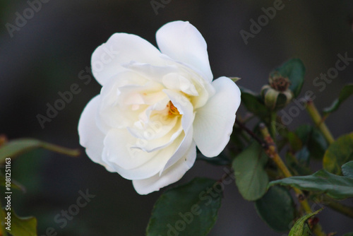 up close white rose petals and green stem