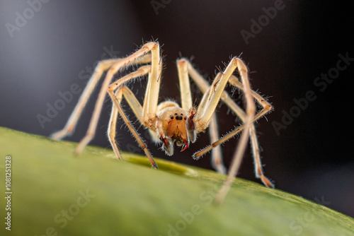 Creepy yellow spider macro photo on green leaf with big fangs with mouth open